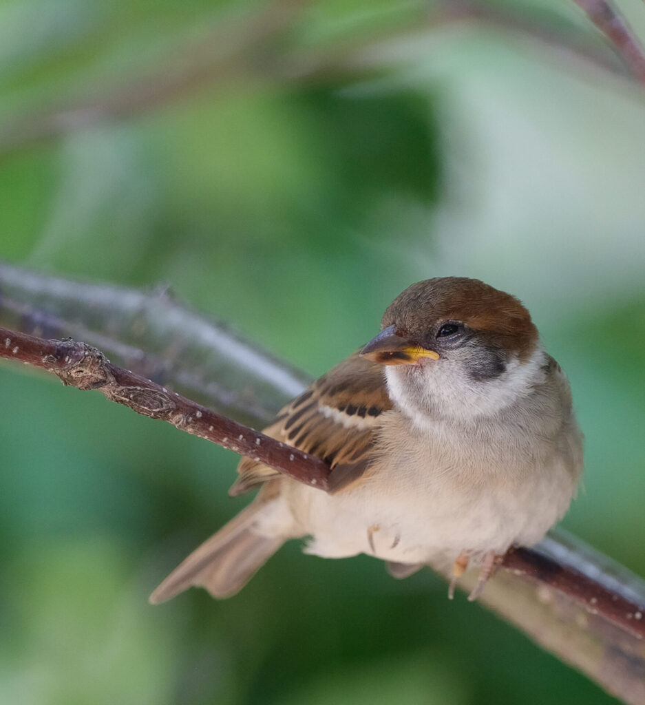 体の白の階調が気に入っているスズメの幼鳥の写真