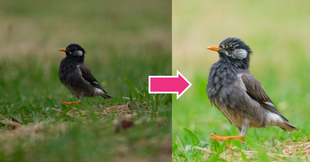 無料のLightroomで編集したムクドリ