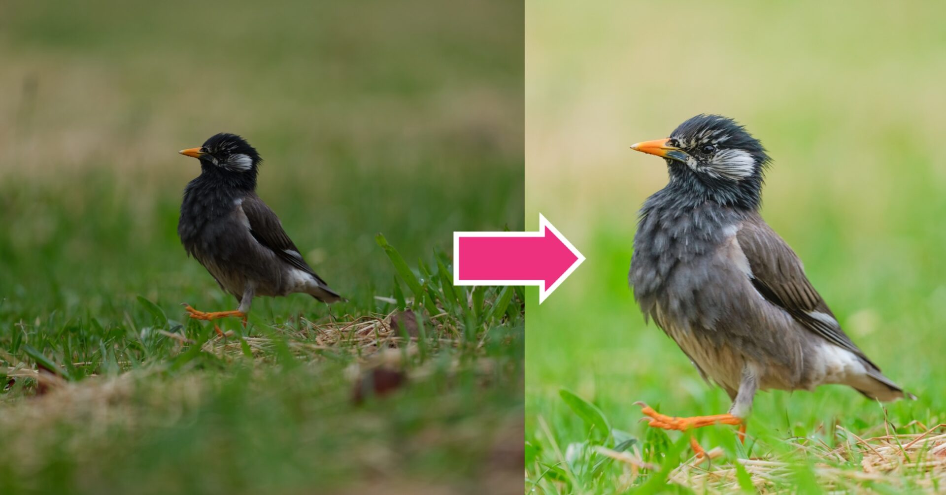 iPhoneで無料のLightroomを使った野鳥写真の編集方法