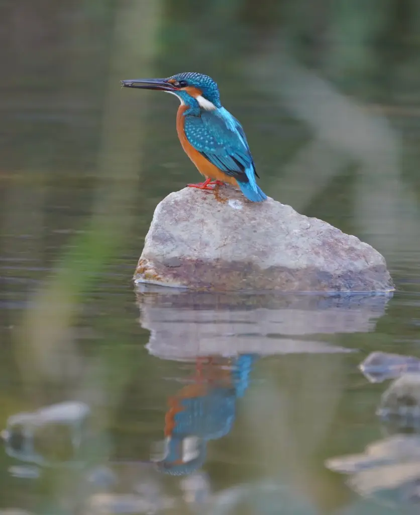 日の出前のカワセミの写真
