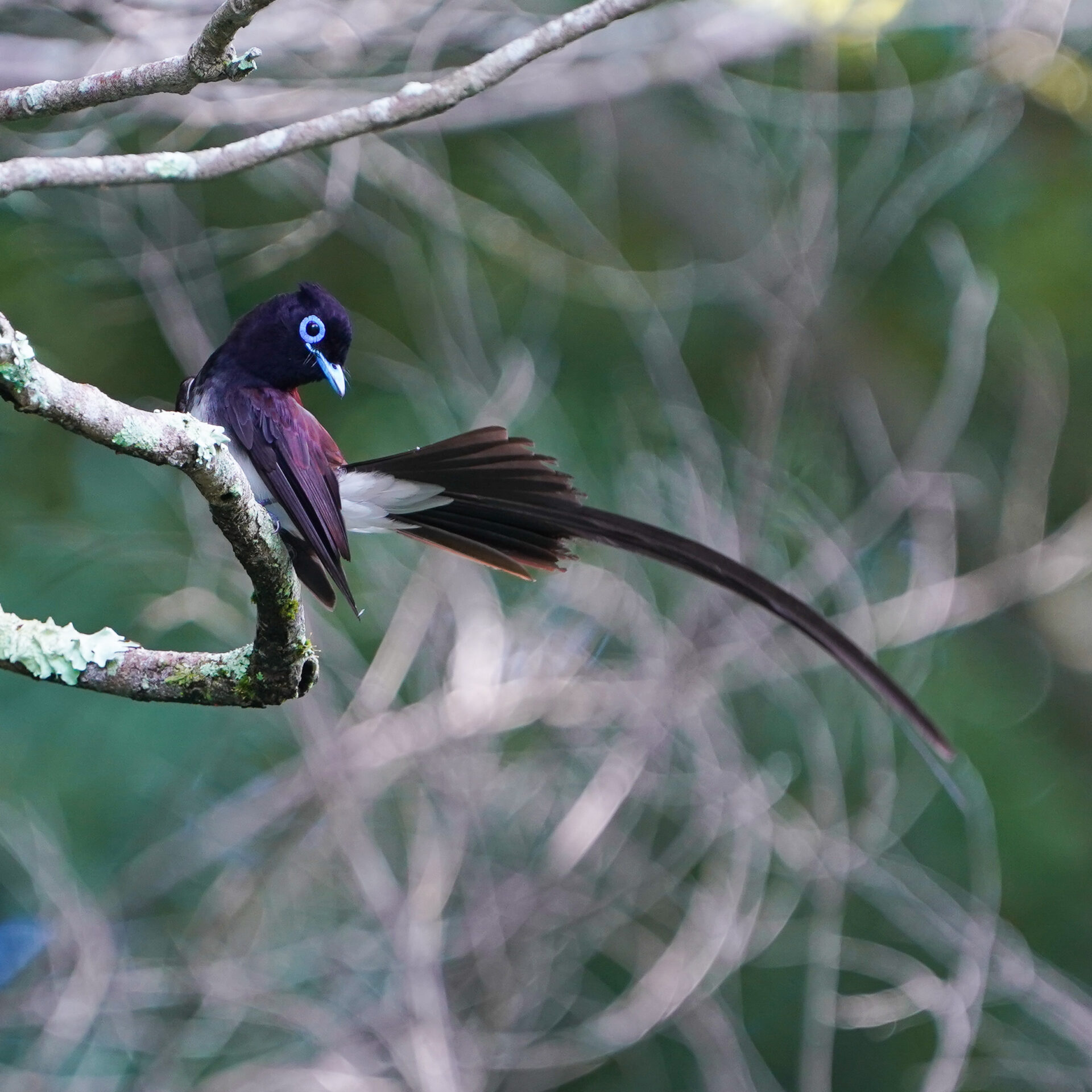 サンコウチョウ 3 編集済