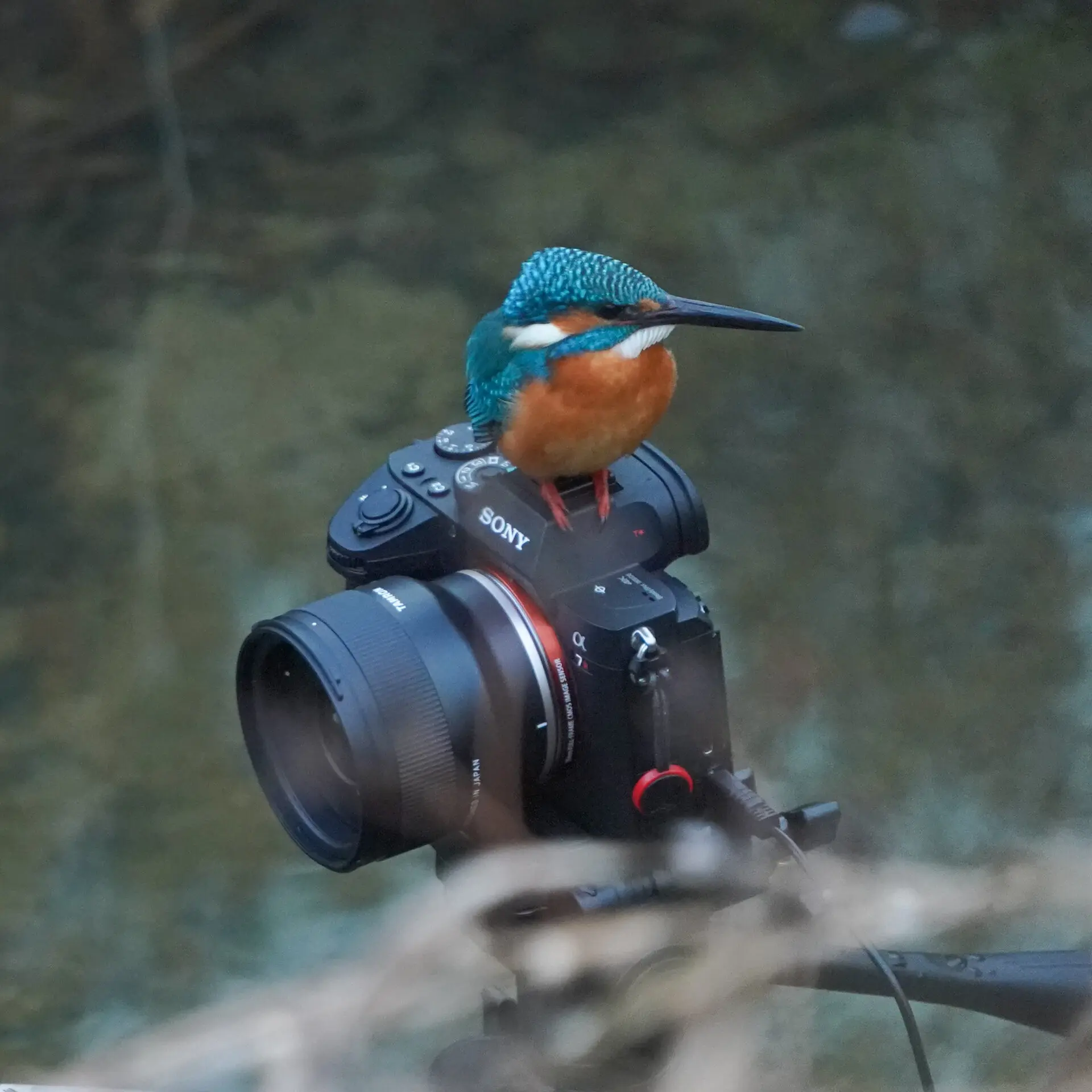 カワセミ 81uJx22QSfL._AC_UL210_SR210,