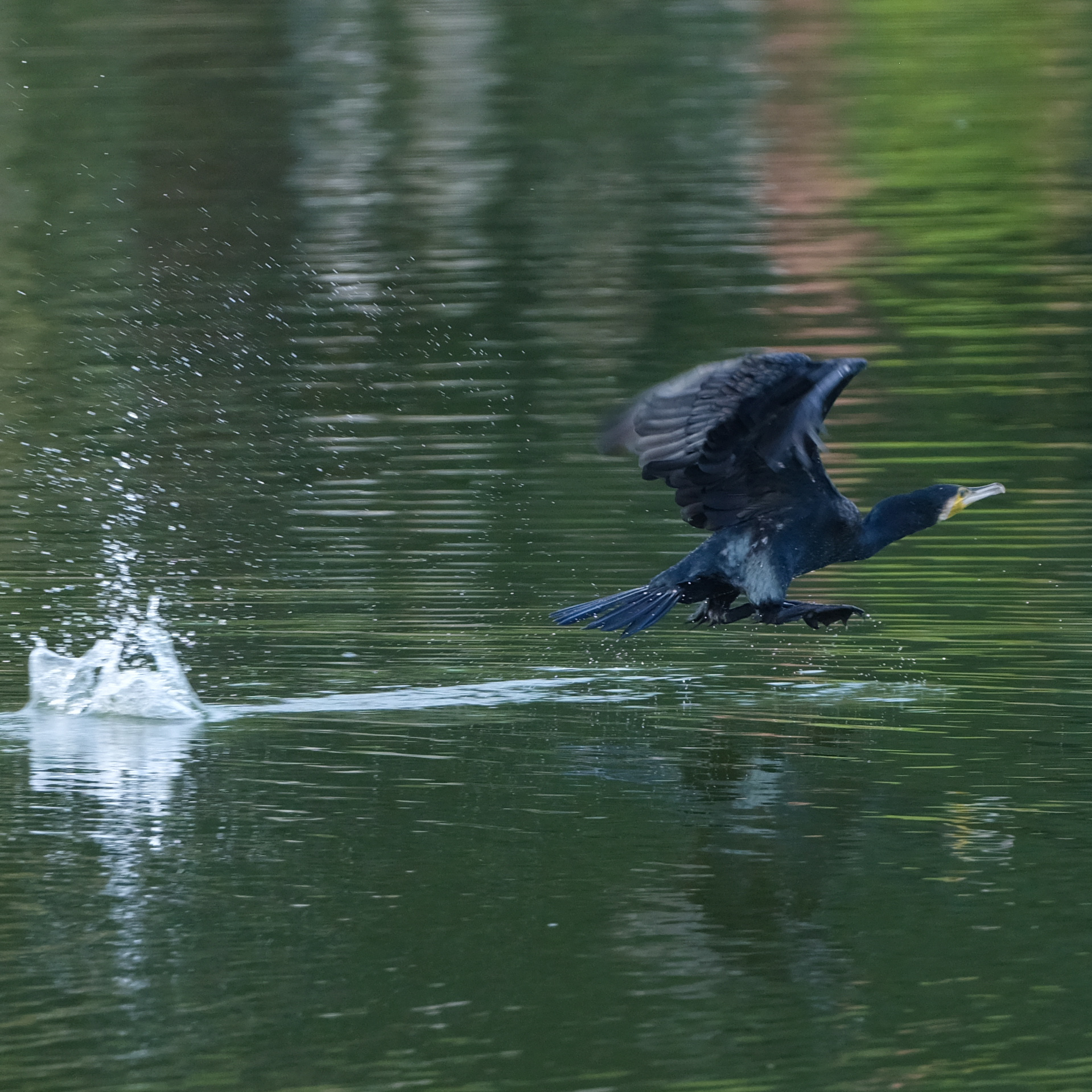 野生を感じる野鳥撮影の魅力とポイント