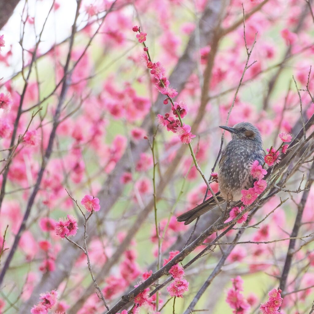 日の出後約1時間後に撮影したヒヨドリの写真