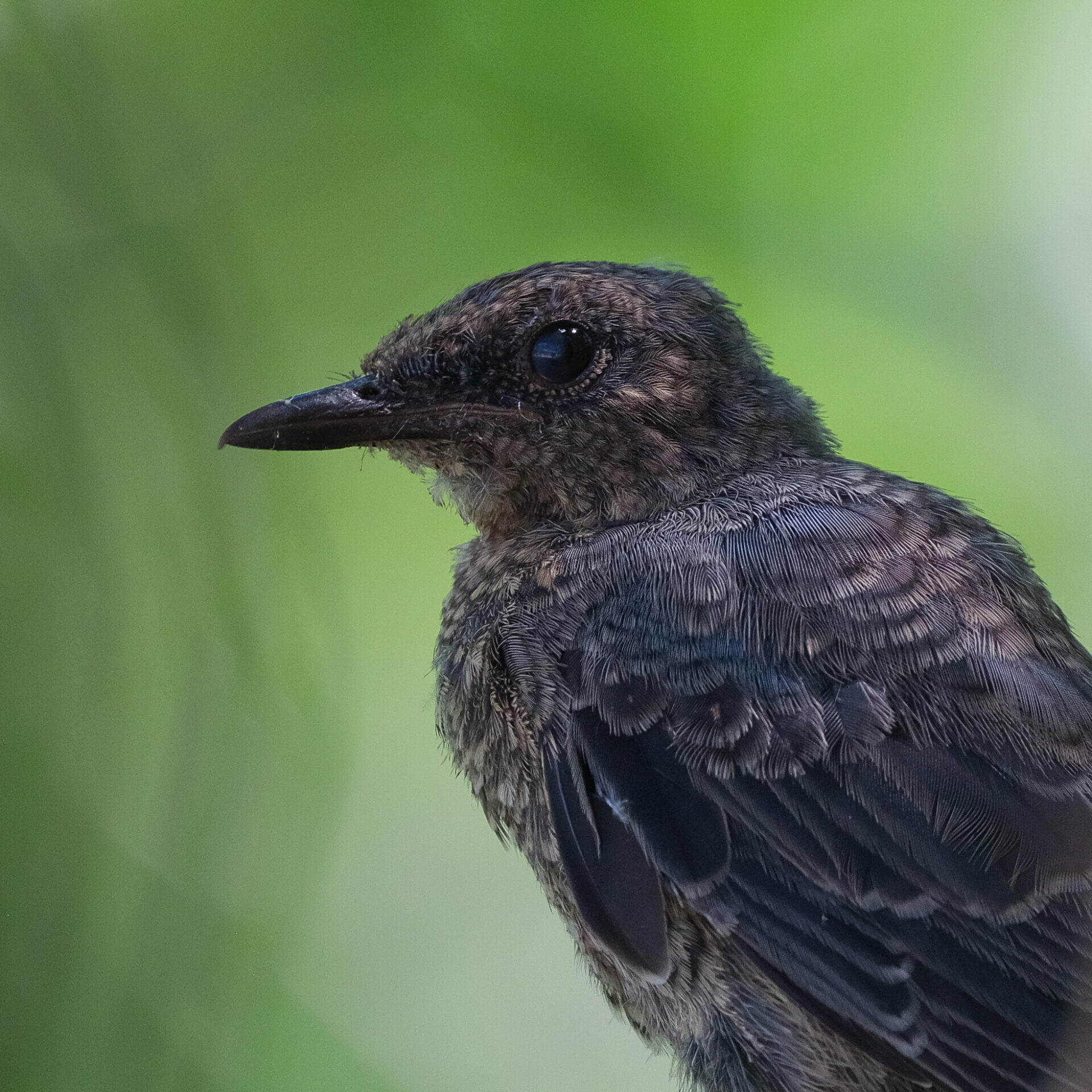 イソヒヨドリ 5 編集済