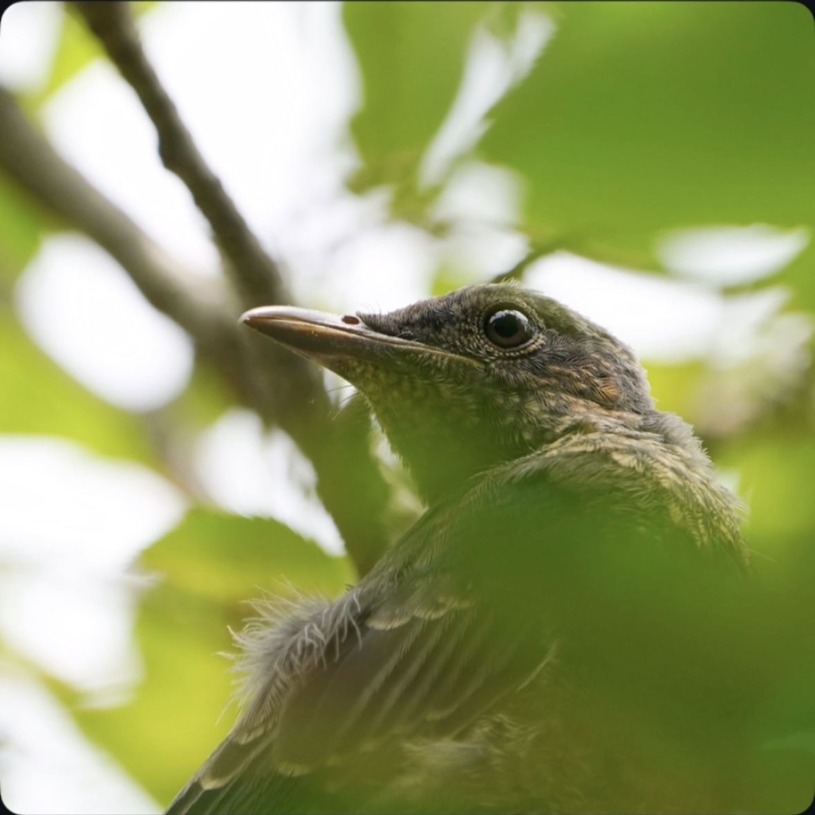 イソヒヨドリの幼鳥の写真
