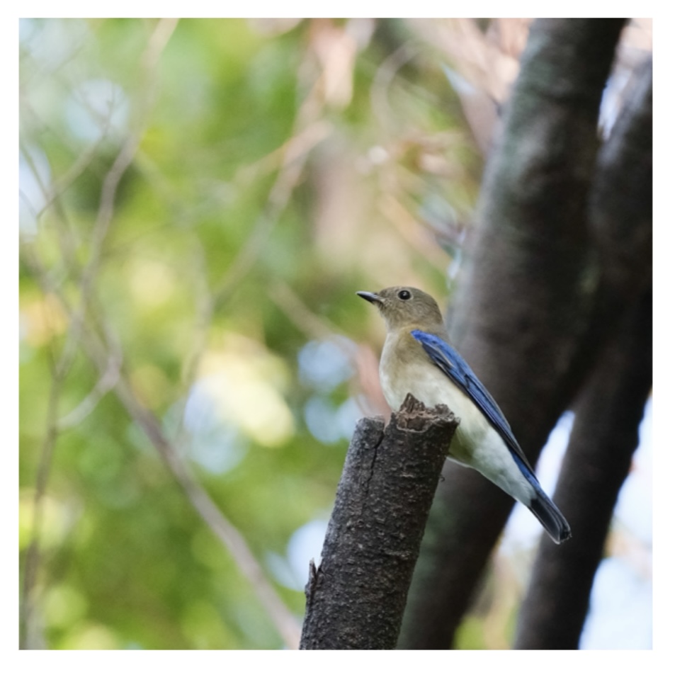 GF500mmで撮影したオオルリの若オス