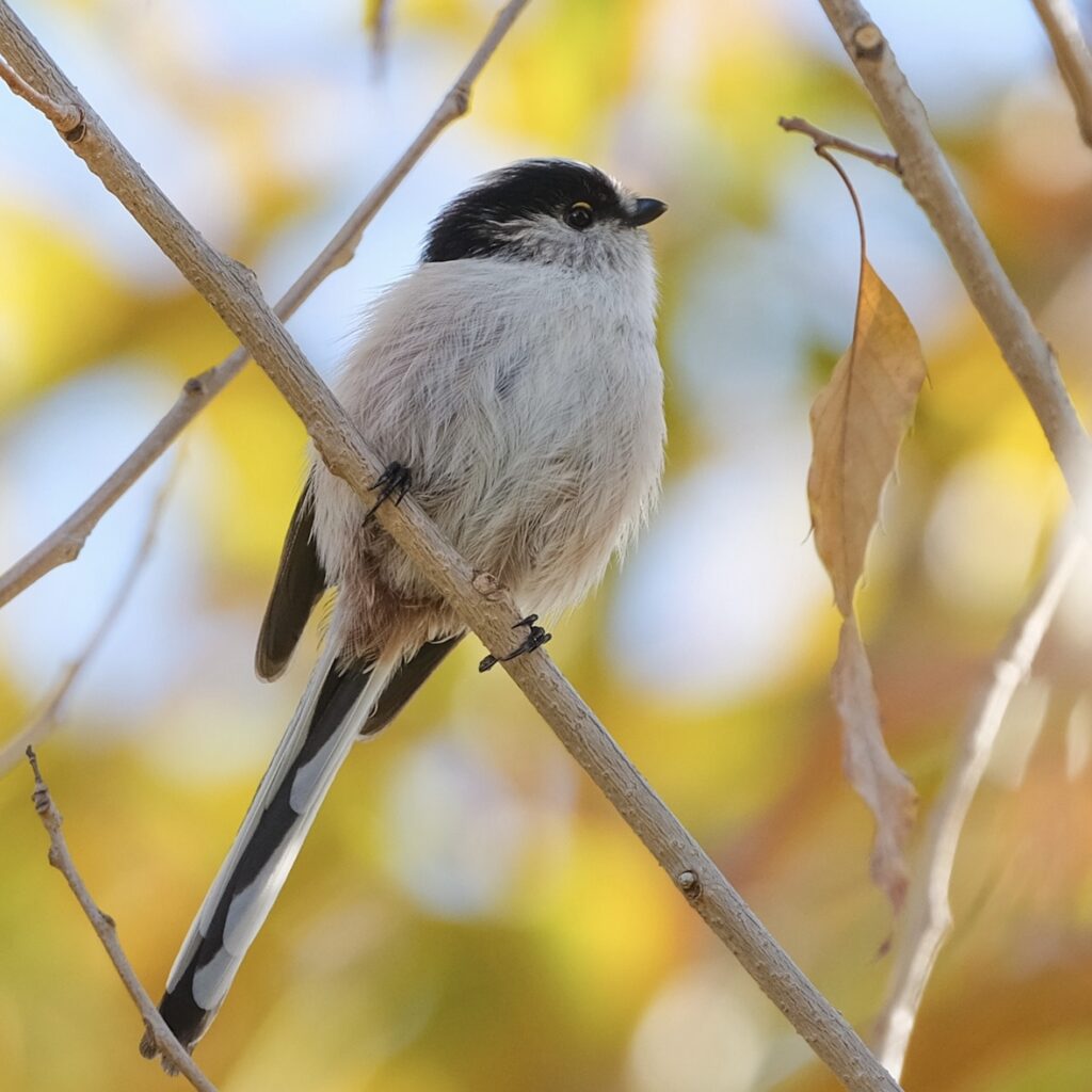 FUJIFILM GFX50S と GF500mm F5.6 で撮影したエナガの写真