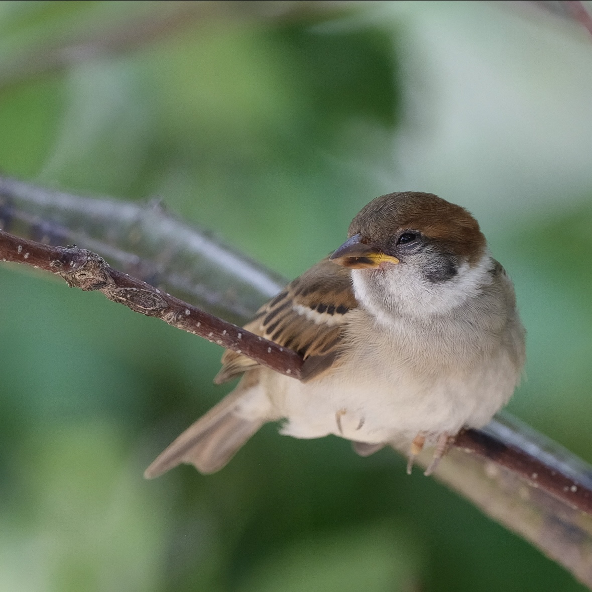 スズメ 6 編集済