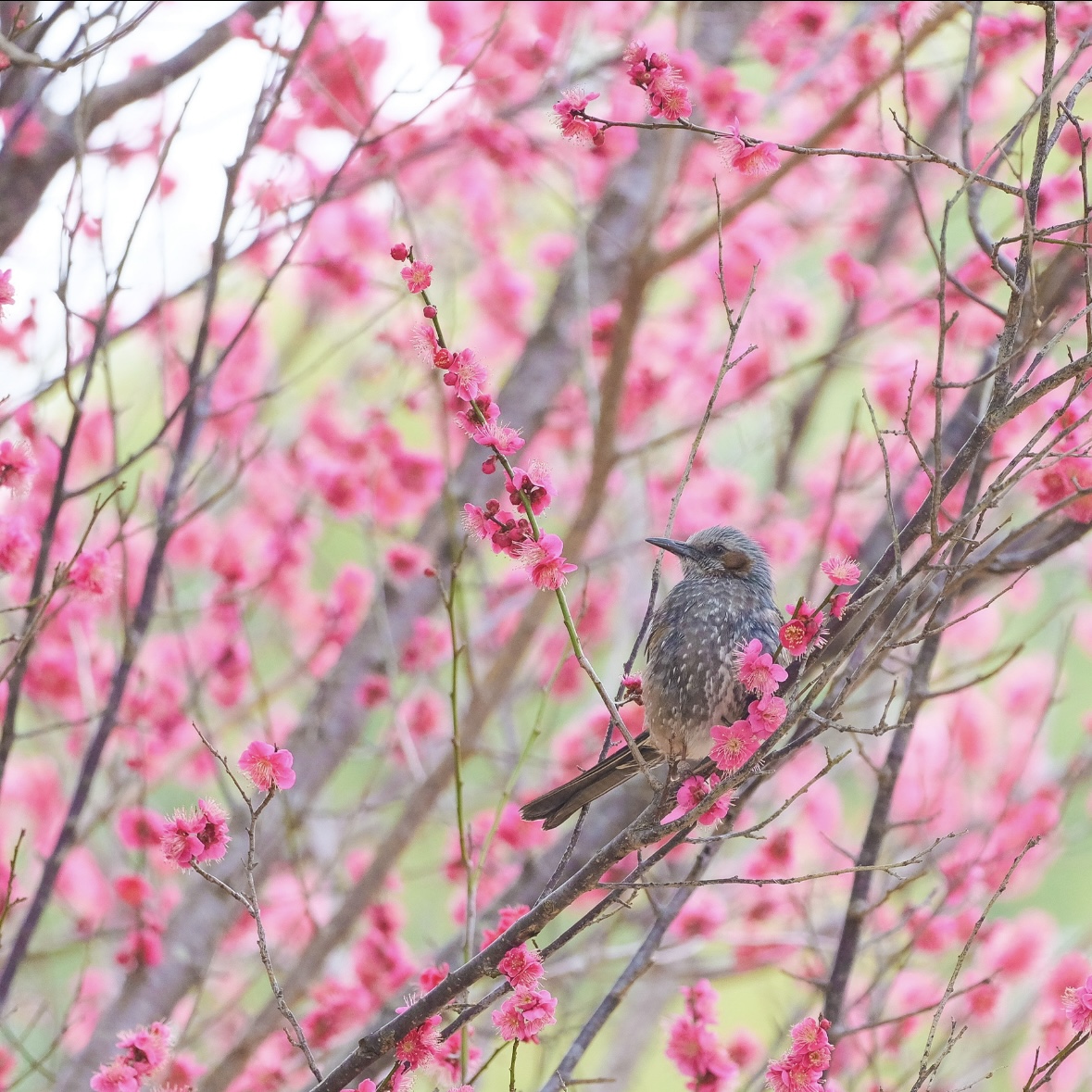 ヒヨドリ 5 編集済