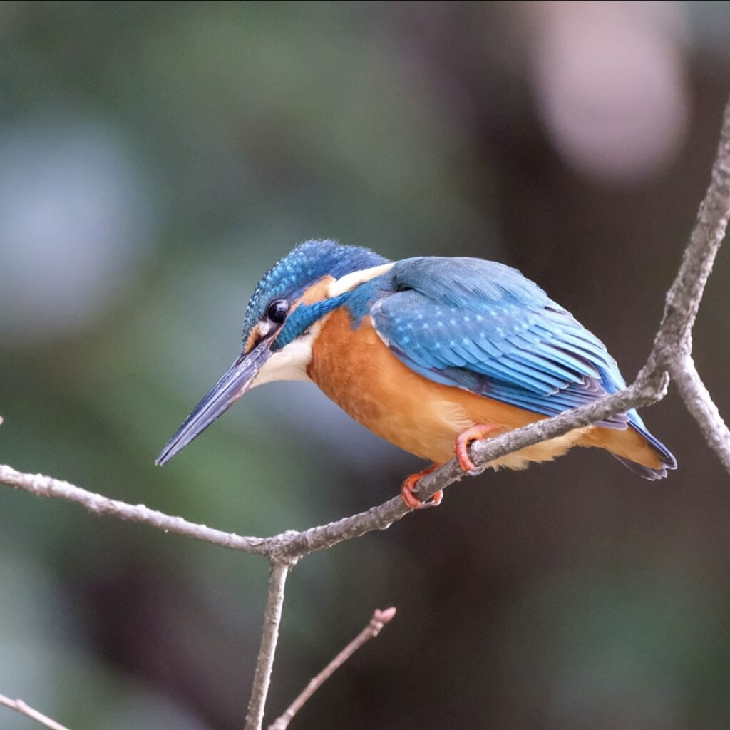 FUJIFILM GFX50S + GF500mm F5.6 で撮影したカワセミの写真