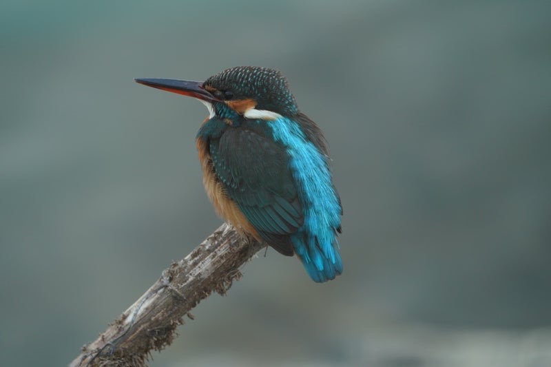 距離４mのカワセミ