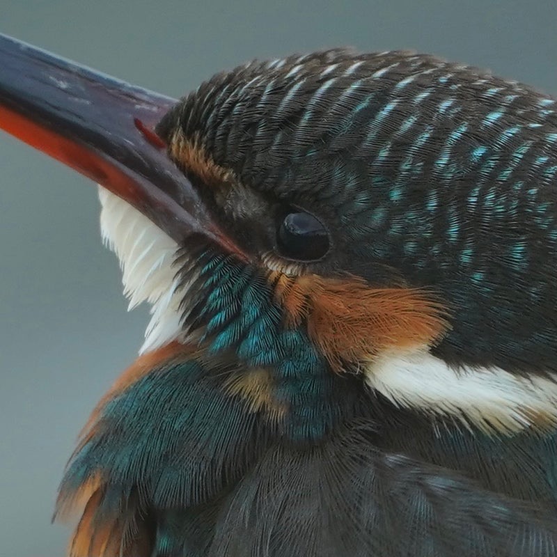 距離４mのカワセミをトリミング
