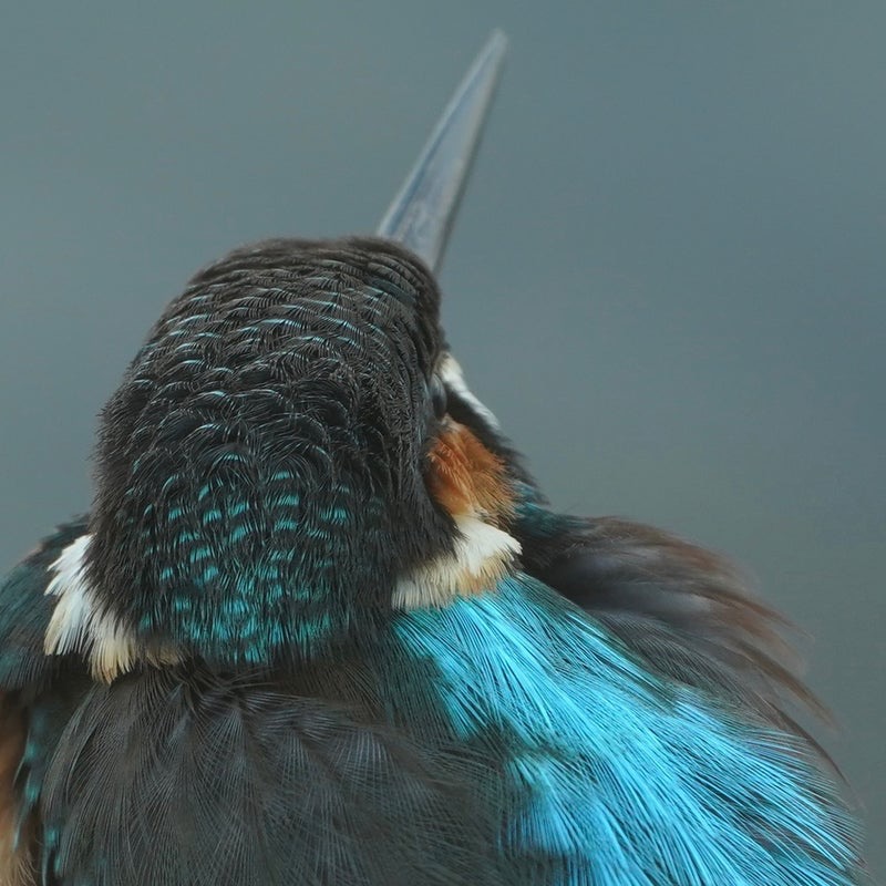距離４mのカワセミをトリミング