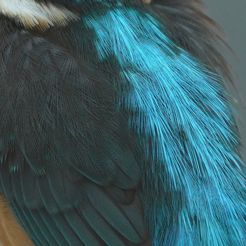 距離４mのカワセミをトリミング