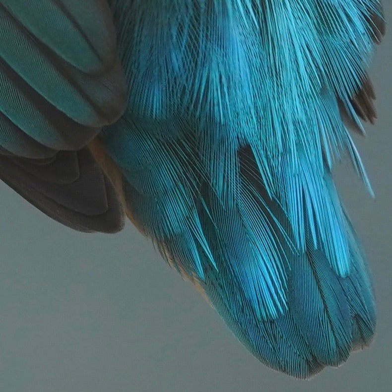 距離４mのカワセミをトリミング