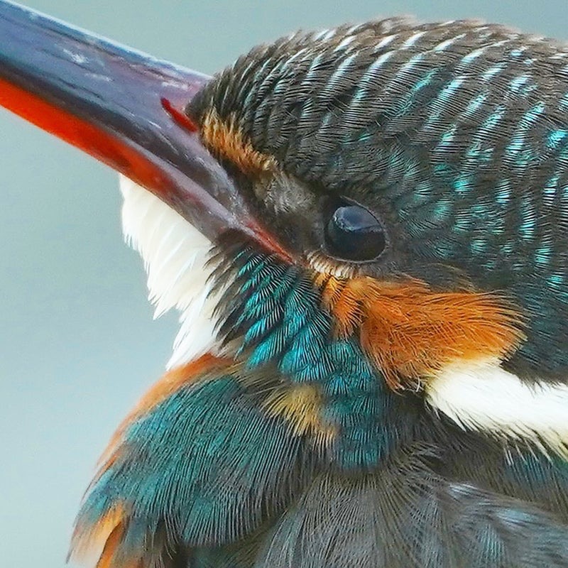 距離４mのカワセミを編集