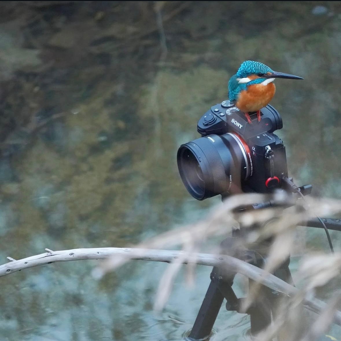 カワセミとの距離0mへの道