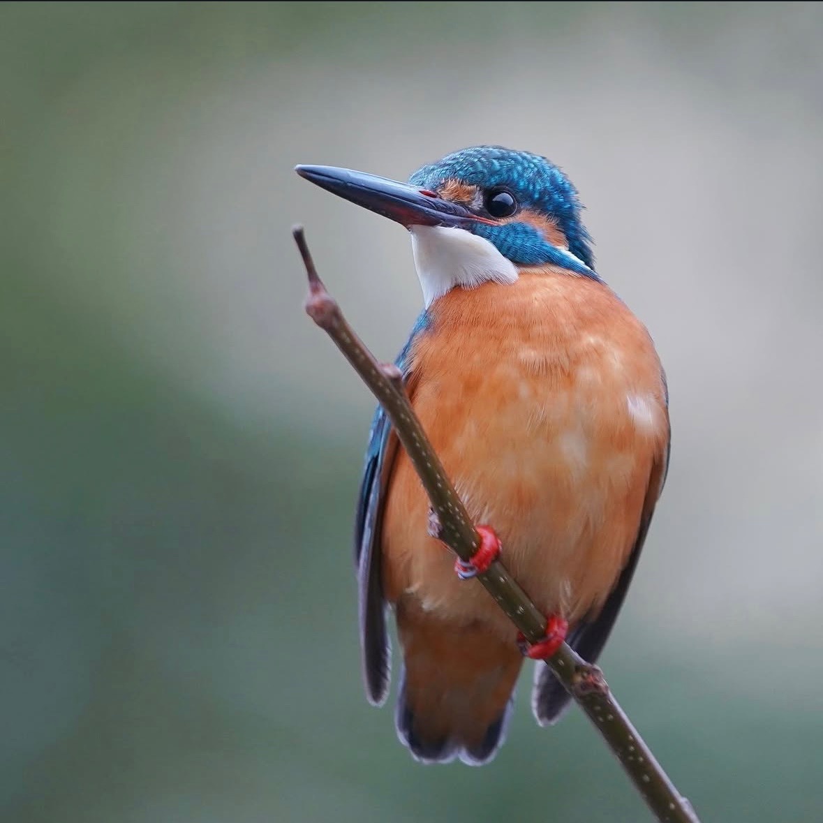 カメラからの距離4m のカワセミの写真