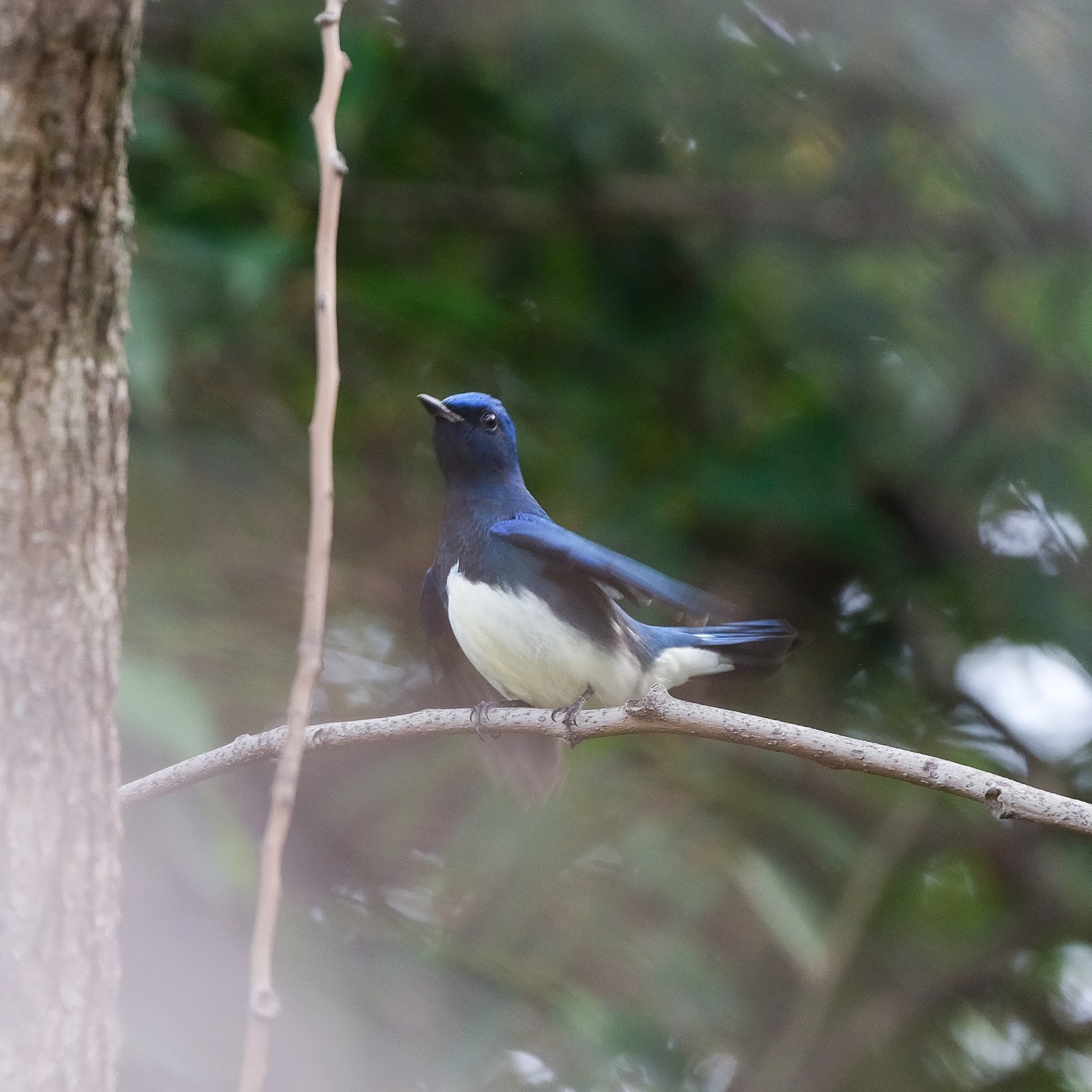 オオルリのオス