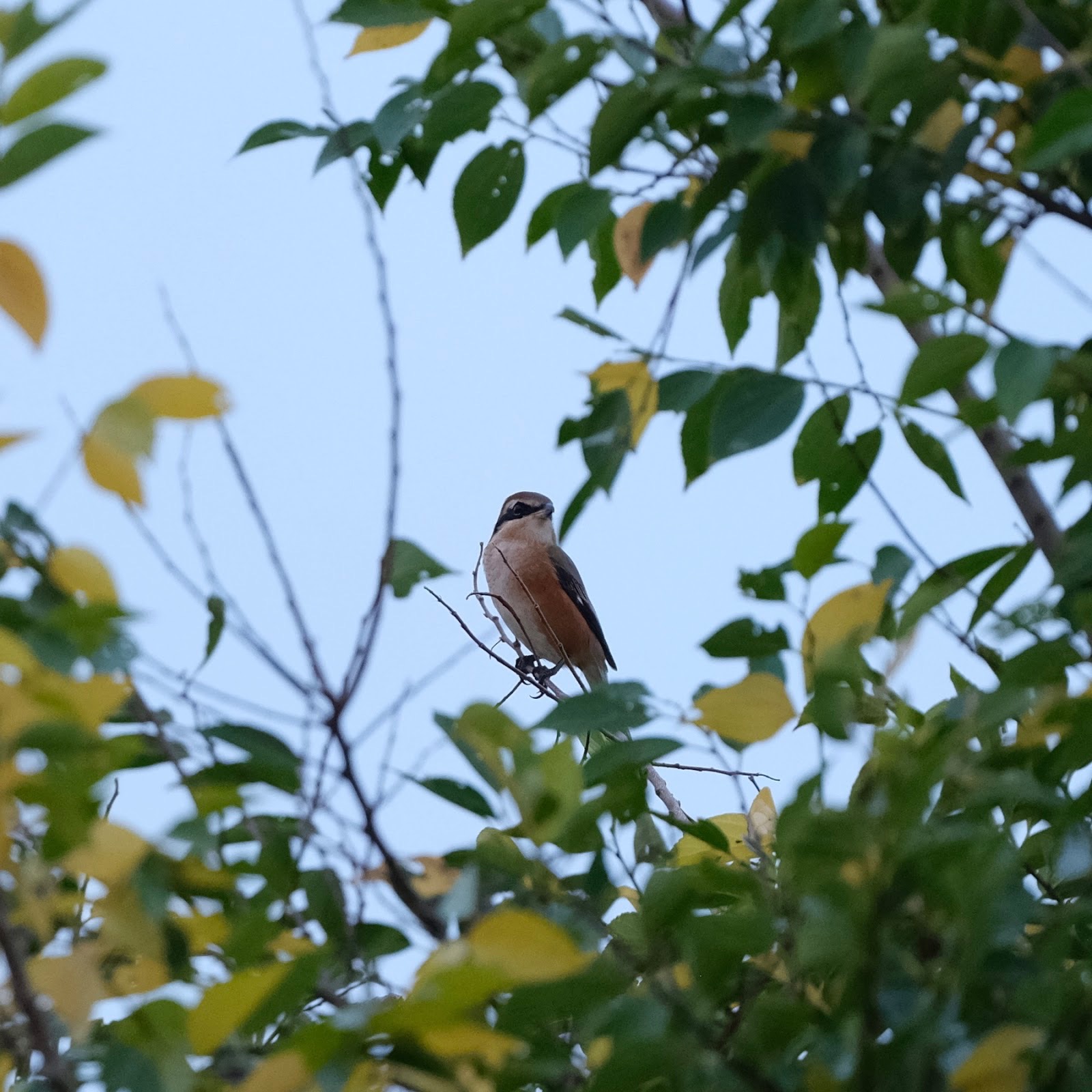 野鳥撮影でリフレッシュ!初心者でもできる楽しみ方