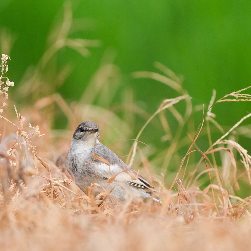 画面の三分の一付近に置いたセグロセキレイ幼鳥の写真