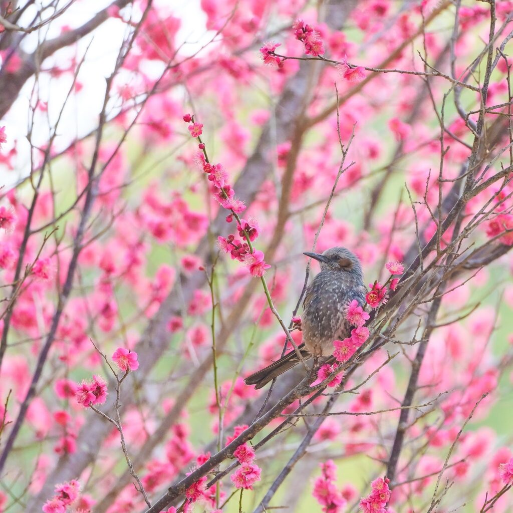 鳥と背景の両方を見せる写真例
ヒヨドリと梅