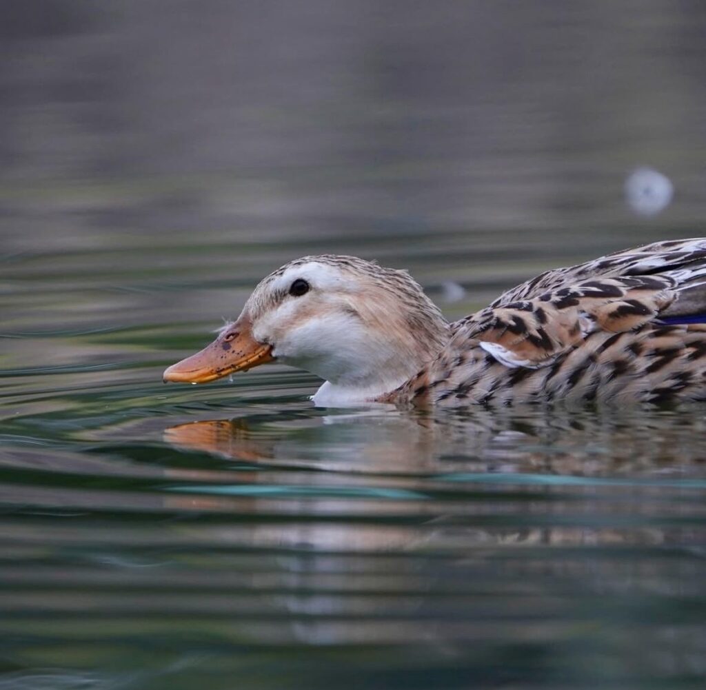 水面の波紋を意識したメスのマガモの写真