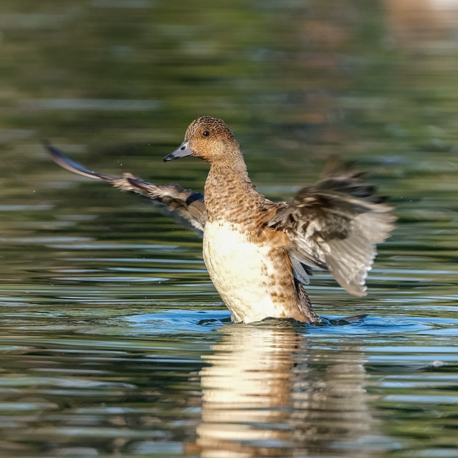 冬鳥の撮影ガイド: カモを美しく撮るコツ