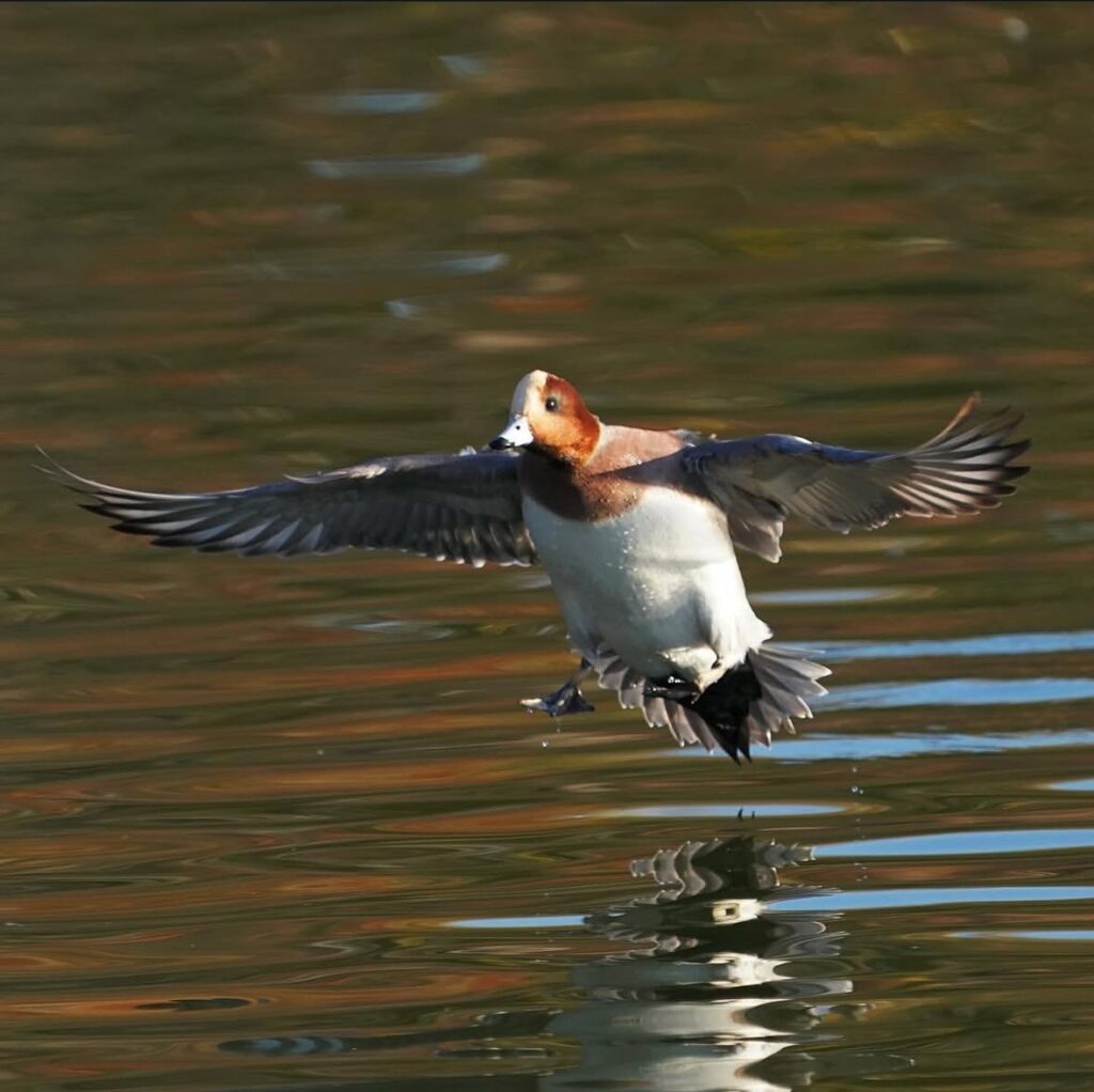 水面に降りるヒドリガモ(オス)の写真