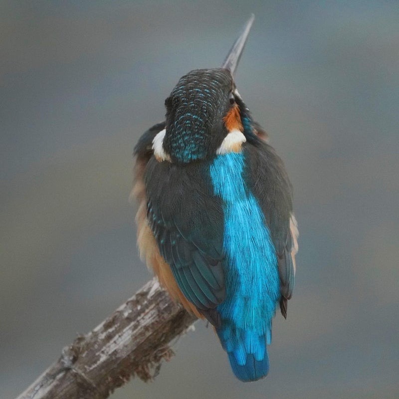 距離４mのカワセミ