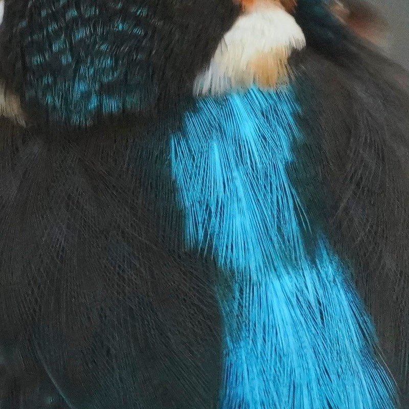 距離４mのカワセミの羽毛