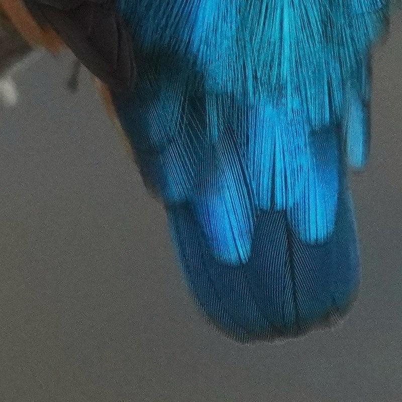 距離４mのカワセミの尾羽