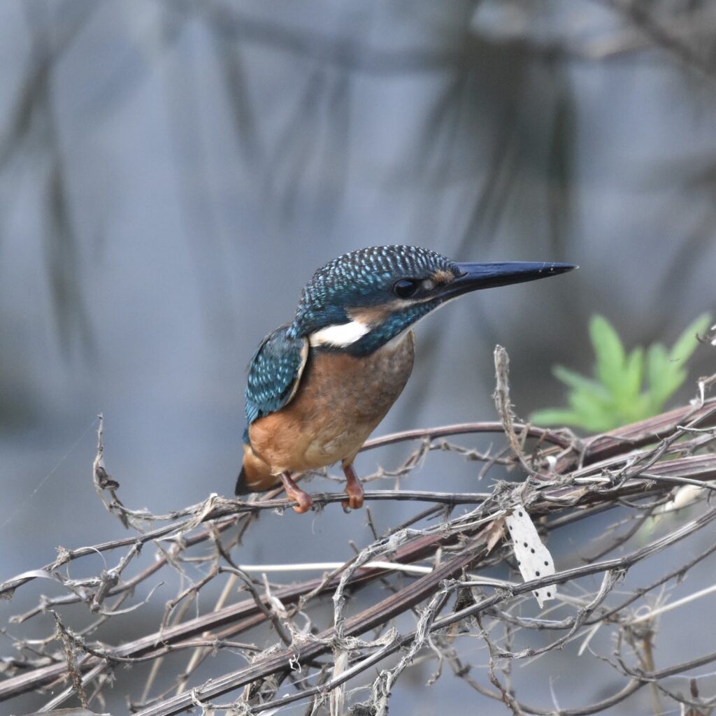 カワセミ
NIKKOR 300mm f/4E PF ED VRで撮影