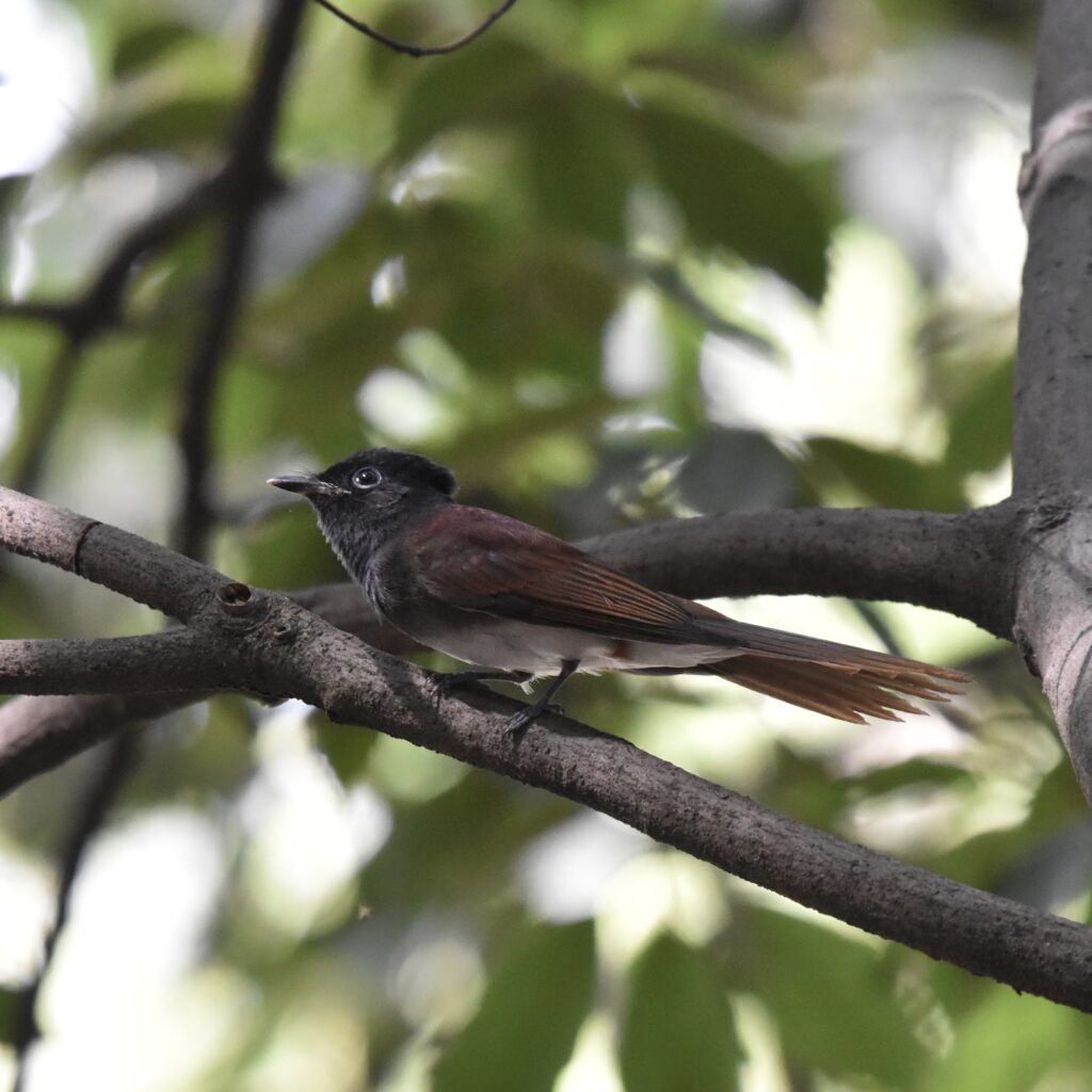 サンコウチョウ
NIKKOR 300mm f/4E PF ED VRで撮影