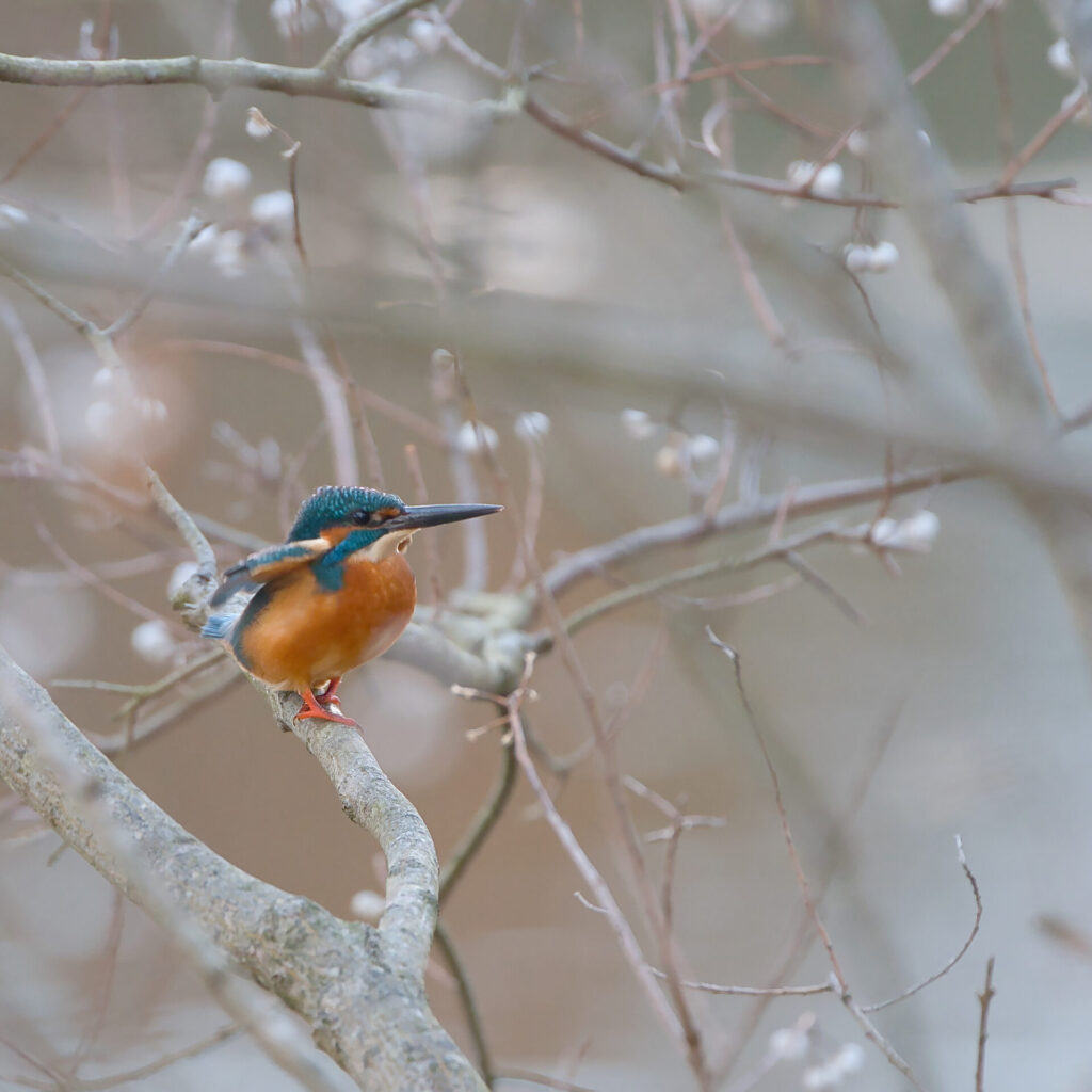 Luminar Neoで編集したカワセミの写真