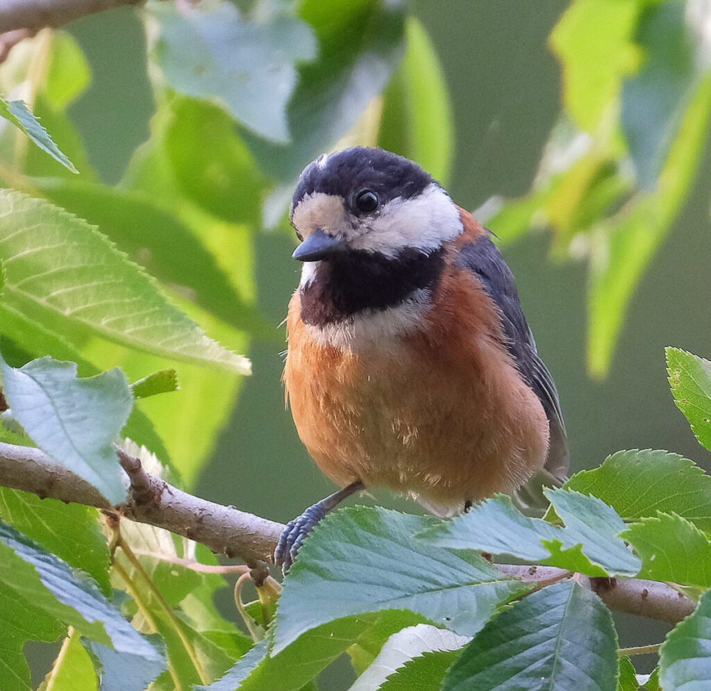 ヤマガラ FUJIFILM XF100-400mmで撮影