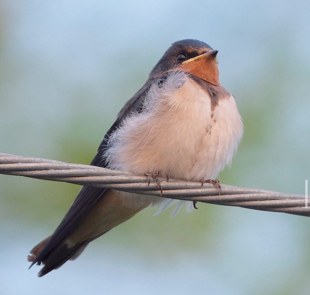 ツバメ FUJIFILM XF100-400mmで撮影