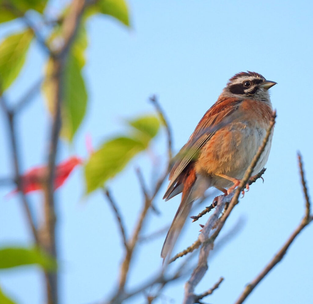 FUJIFILM XF100-400mmで撮影したホオジロ