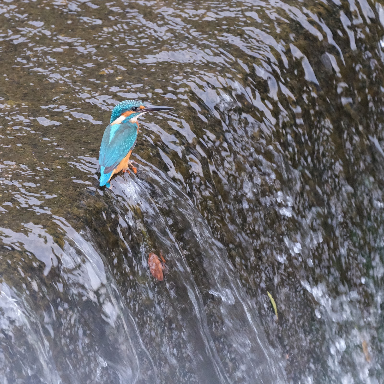 野鳥撮影のコツ：ハイアングルとローアングルの使い分け術