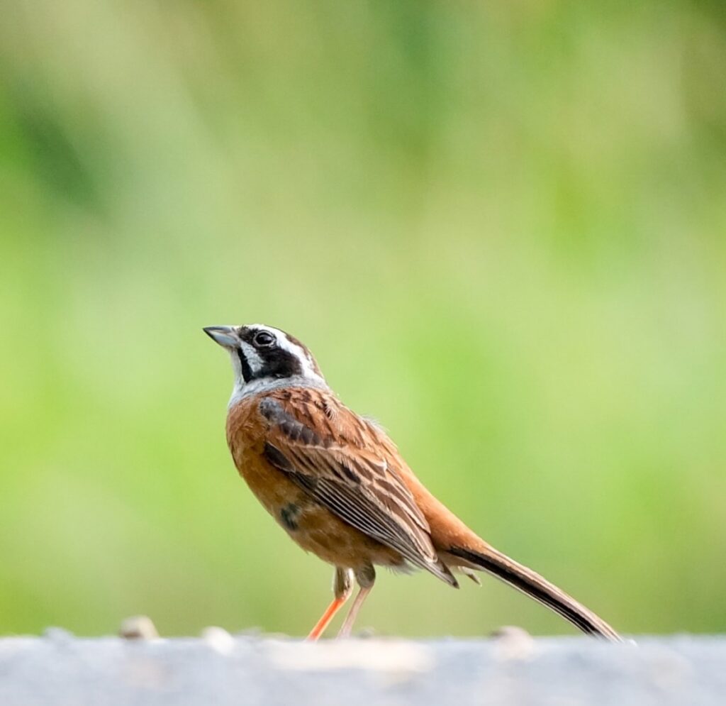 ローアングルで撮ったホオジロ