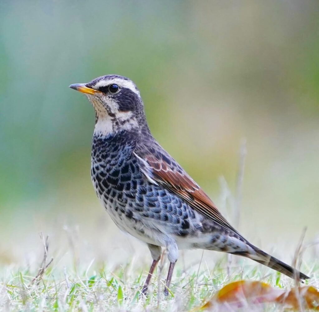 ローアングルで撮ったツグミ