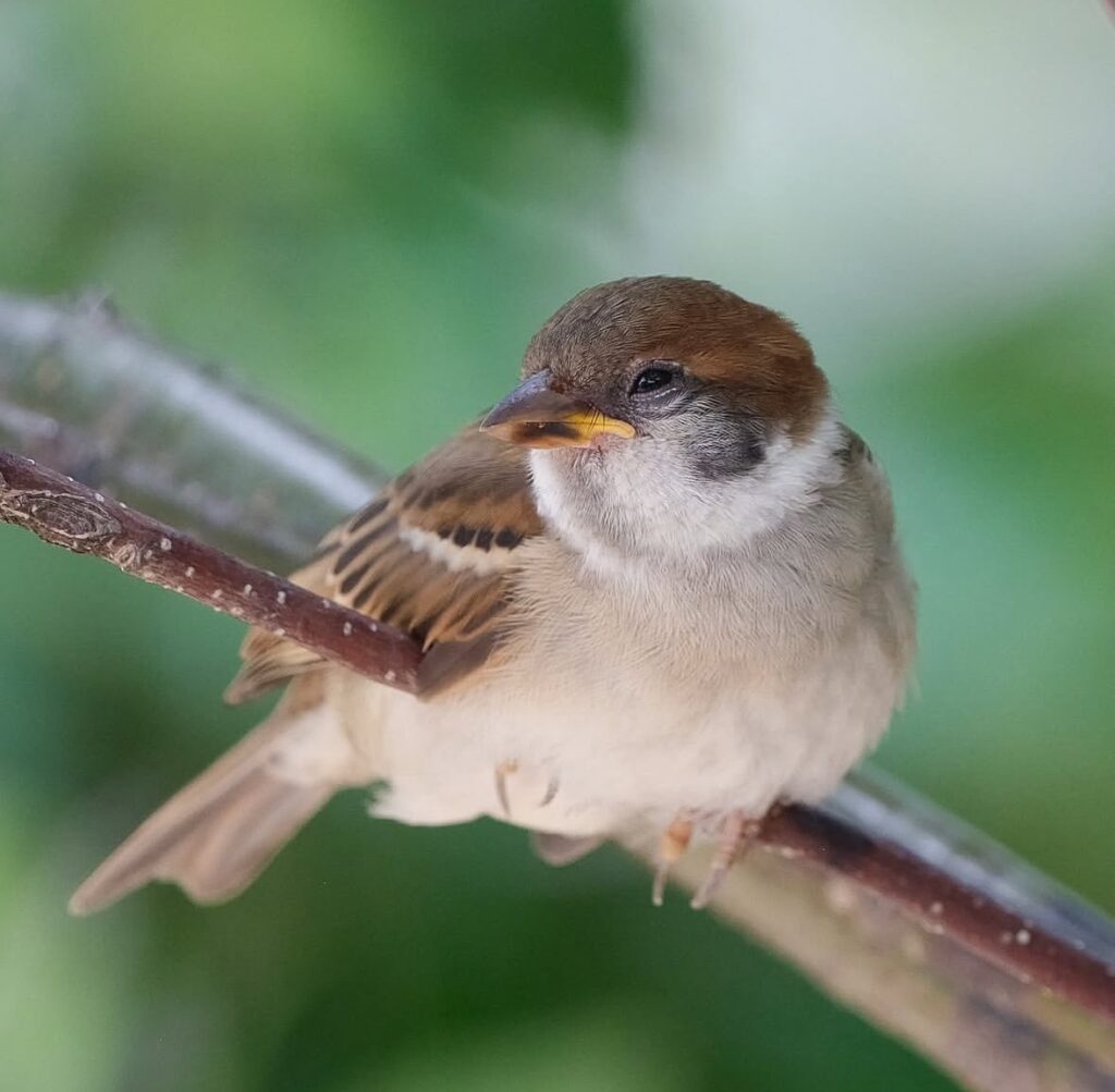 毛並みの柔らかな質感を表現したスズメの写真