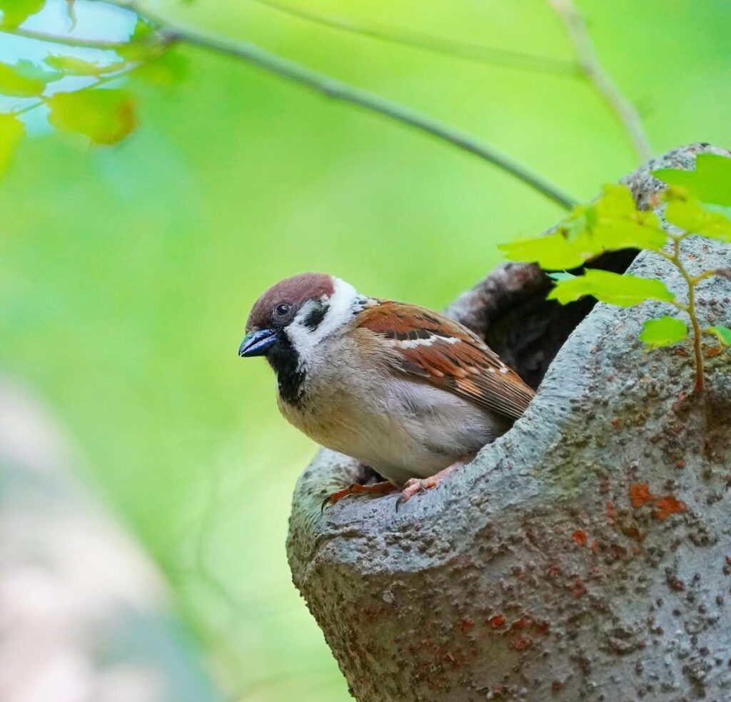 スズメの表情を切り取った写真の例