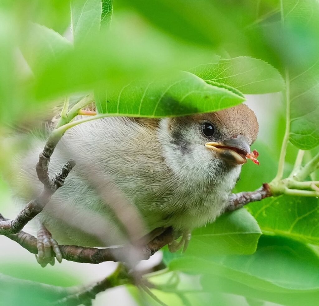 背景のボケと前景の枝を活かしたスズメの写真