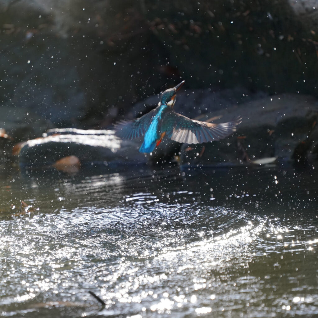 羽ばたいている瞬間を写したカワセミの写真