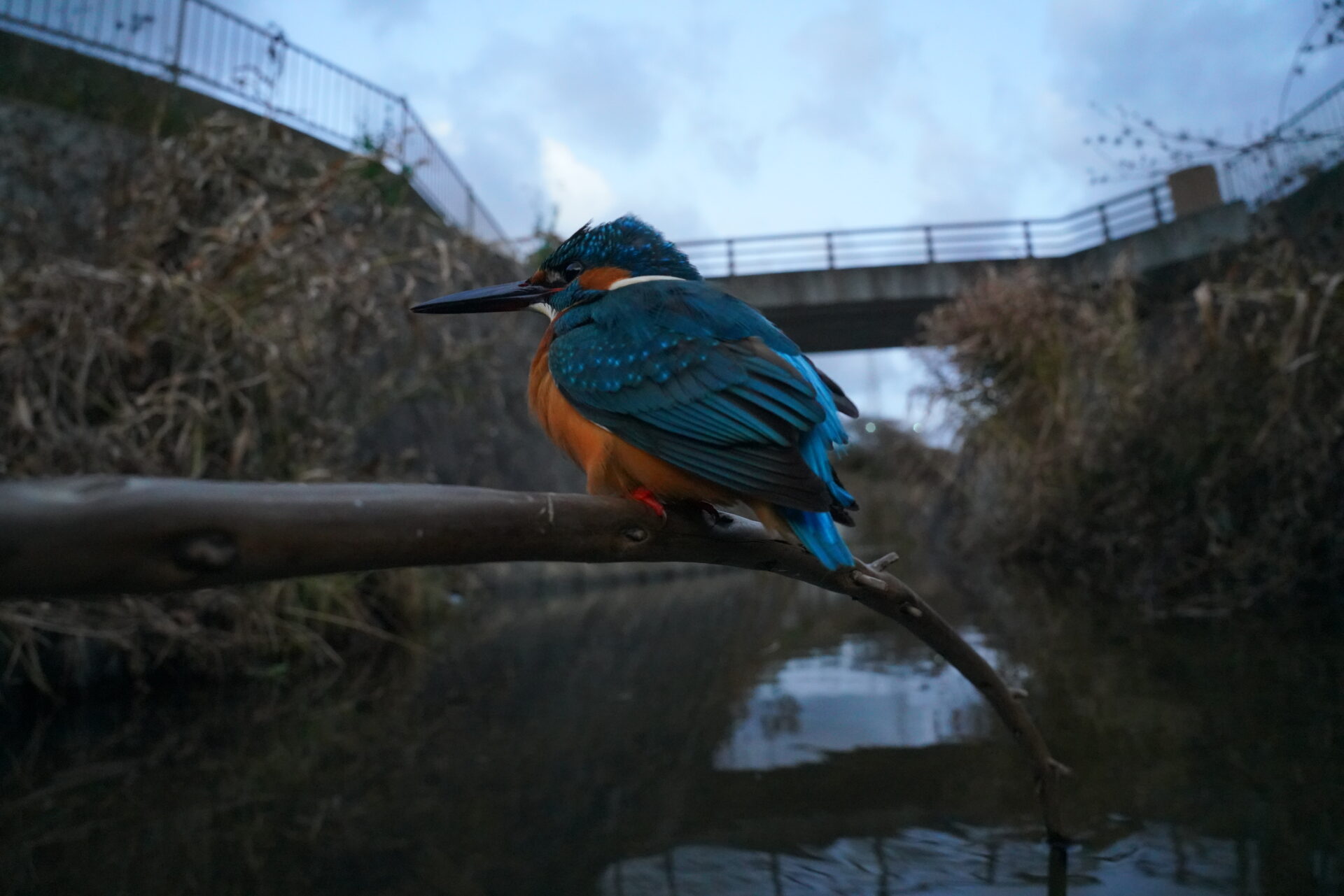 カワセミ撮影のコツー僕の歩んだ道ー