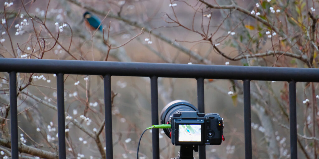 カワセミの近接撮影をしている様子