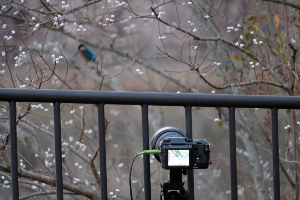 カワセミの近接撮影をしている様子