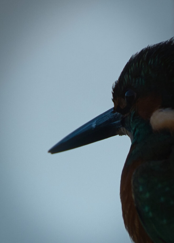 近接撮影したカワセミの写真